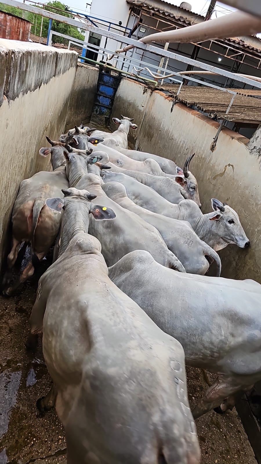 Volume Comercializado